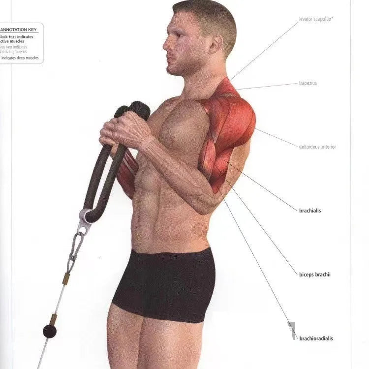 Tricep Pull Rope Push/Pull Gym Cable Attachment
